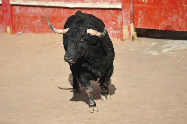 Bull Spain Running Bullring — Stock Photo, Image