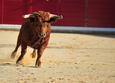İspanya'ile büyük boynuzları boğa