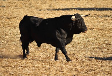 İspanyol boğa bullring İspanya çalıştırmak için
