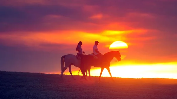 Belo Cavalo Espanha — Fotografia de Stock