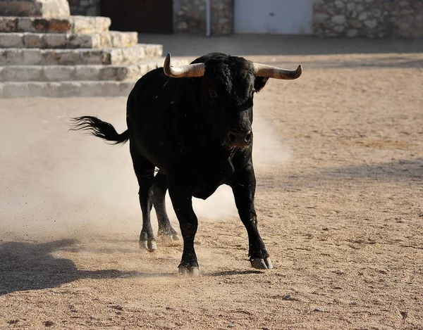 Bullring Spanyol Boğa — Stok fotoğraf