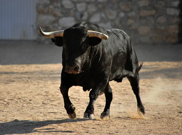 Spanischer Stier Der Stierkampfarena — Stockfoto