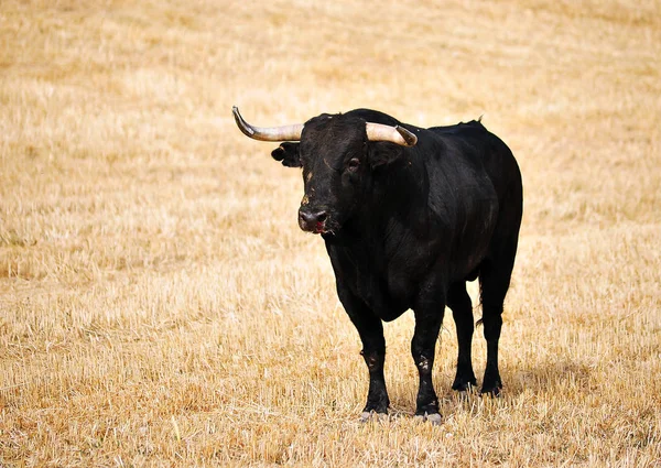 Bullring Spanyol Boğa — Stok fotoğraf