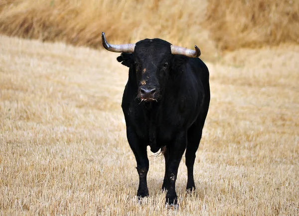 Taureau Espagne Avec Grandes Cornes — Photo