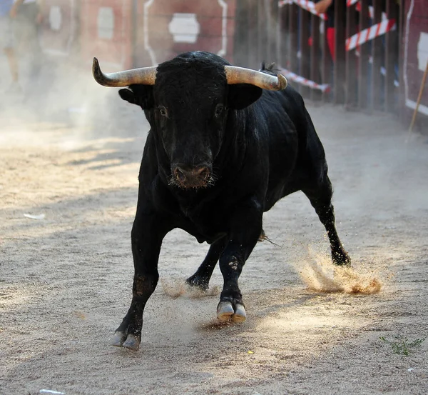 Banteng Dalam Spain Dengan Tanduk Besar — Stok Foto