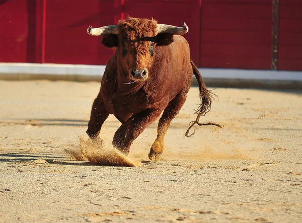 Toro España Con Cuernos Grandes — Foto de Stock