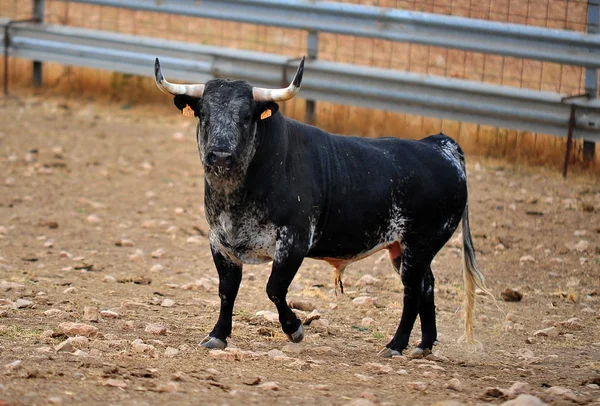 Bull Španělsku Velkými Rohy — Stock fotografie