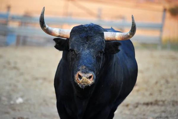 Spanish Bull Running Bullring Spain — Stok Foto