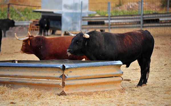 Spagnolo Toro Esecuzione Bullring Spagna — Foto Stock