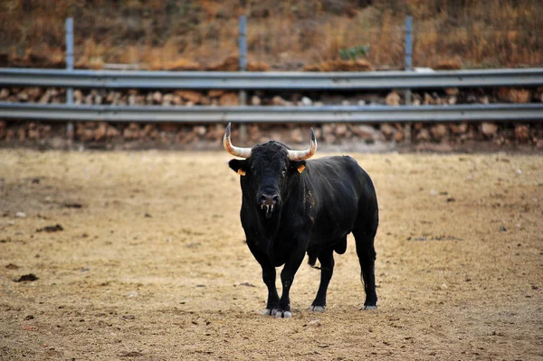 Španělský Býk Aréně Španělsku — Stock fotografie