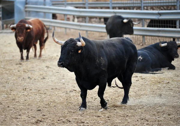 spanish bull running in bullring in spain