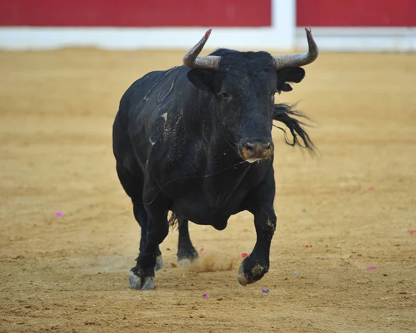 Touro Espanhol Correndo Tournée Espanha — Fotografia de Stock