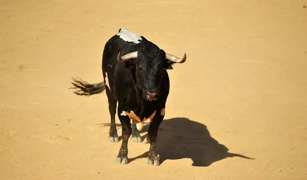 スペインの闘牛場で実行するスペイン雄牛 — ストック写真