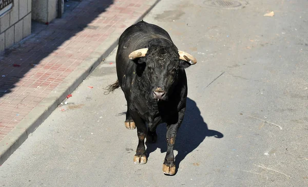 Spanish Bull Running Bullring Spain — Stock Photo, Image