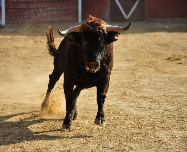 Spanischer Stier Läuft Stierkampfarena Spanien — Stockfoto