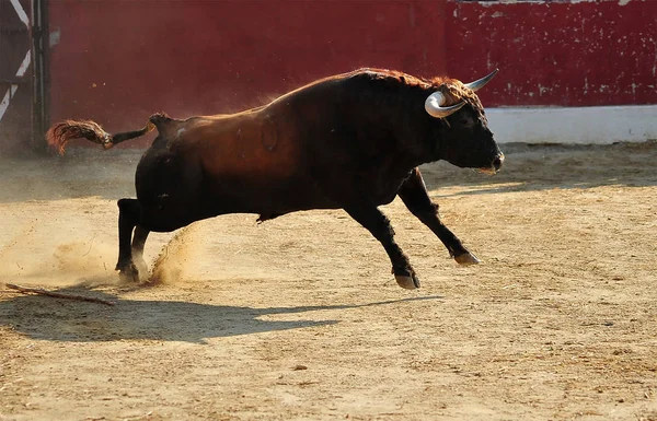 spanish bull running in bullring in spain