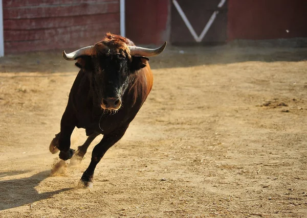 Spanish Bull Running Bullring Spain — Stock Photo, Image