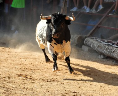 İspanya siyah boğa