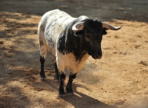 Taureau Noir Espagne — Photo