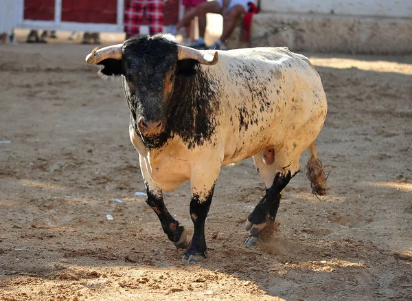 Black Bull Hiszpanii — Zdjęcie stockowe