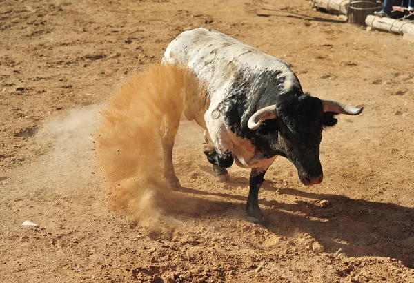 Black Bull Hiszpanii — Zdjęcie stockowe