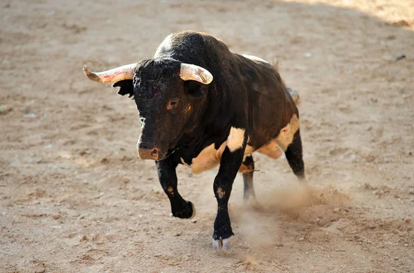 西班牙黑牛 — 图库照片