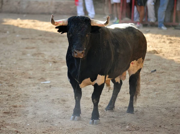 Black Bull Spain — Stock Photo, Image