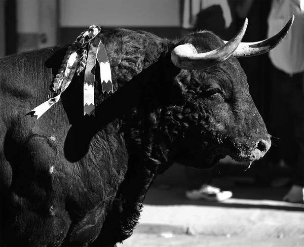 Taureau Noir Espagne — Photo