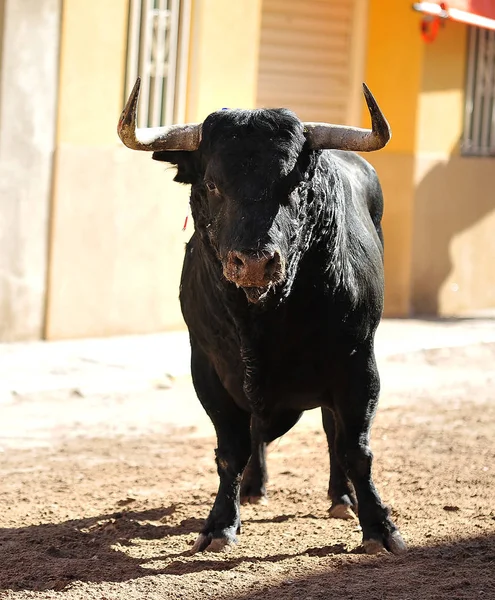 Touro Preto Espanha — Fotografia de Stock