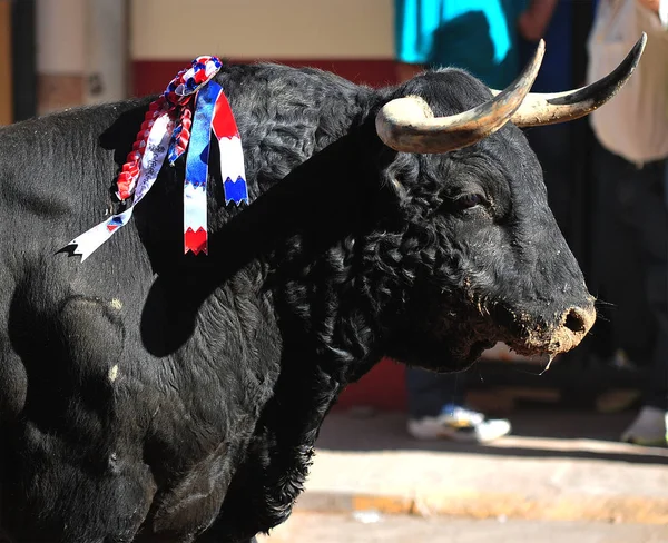 Svart Tjur Spanien — Stockfoto