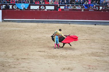 Arena içinde çalışan İspanya boğa