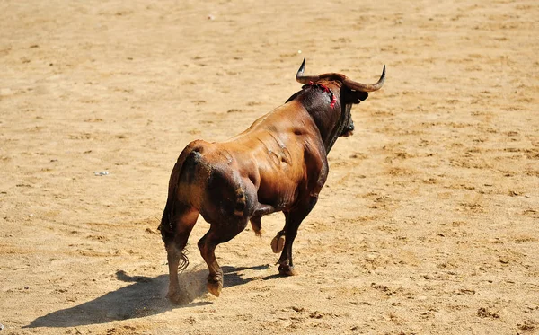 Spanischer Stier Der Stierkampfarena — Stockfoto