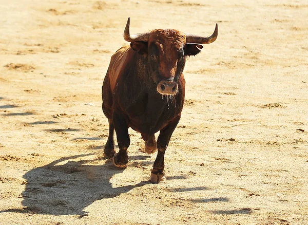 闘牛場ではスペイン牛 — ストック写真