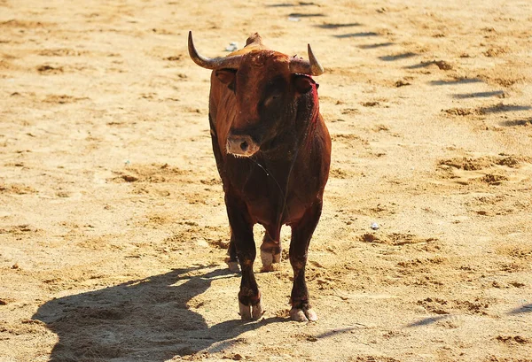 Spanischer Stier Der Stierkampfarena — Stockfoto
