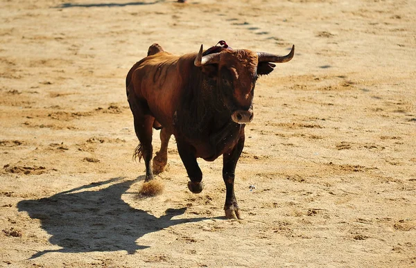 Toro Español Plaza Toros — Foto de Stock