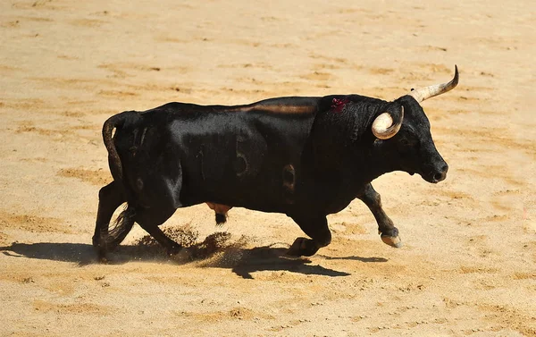 Taureau Espagne Courir Dans Les Arènes — Photo