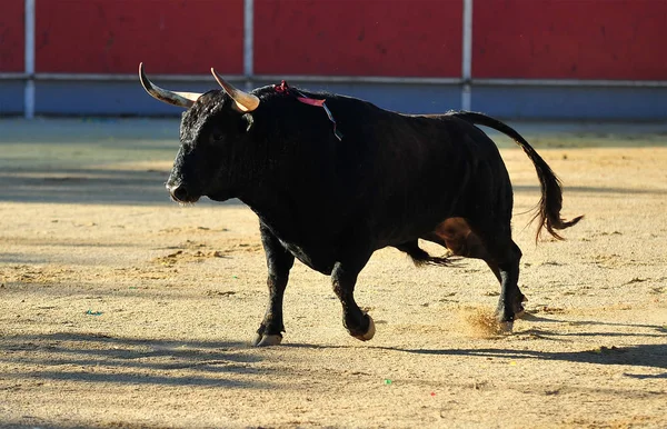 Tjuren Spanien Kör Tjurfäktningsarena — Stockfoto