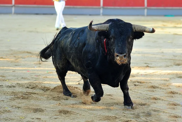 Toro España Corriendo Plaza Toros —  Fotos de Stock