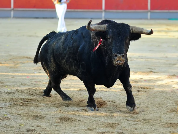 スペインの闘牛場で実行されている牛します — ストック写真
