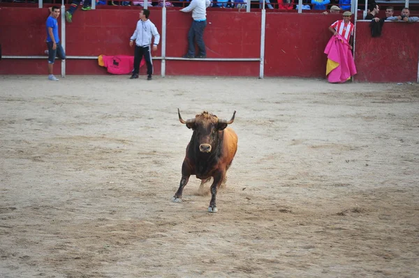 Banteng Dalam Spain Berjalan Dalam Arena Adu Banteng — Stok Foto