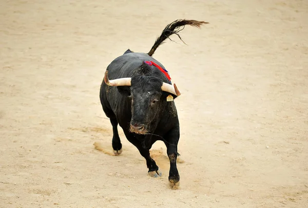 Spanish Bull Bullring — Stock Photo, Image