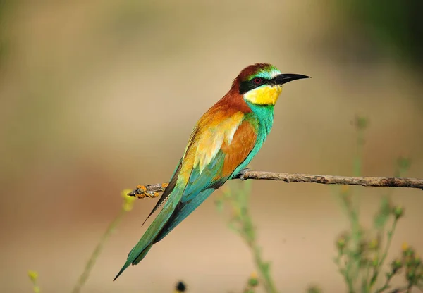 Bienenfresser Spanien — Stockfoto