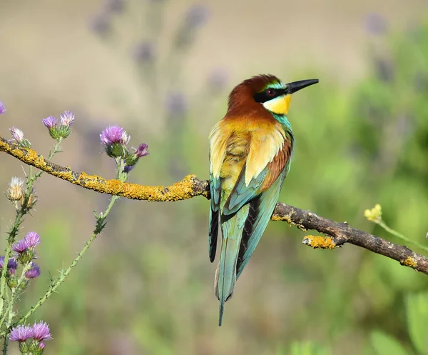 Mangeur Abeilles Dans Nature — Photo