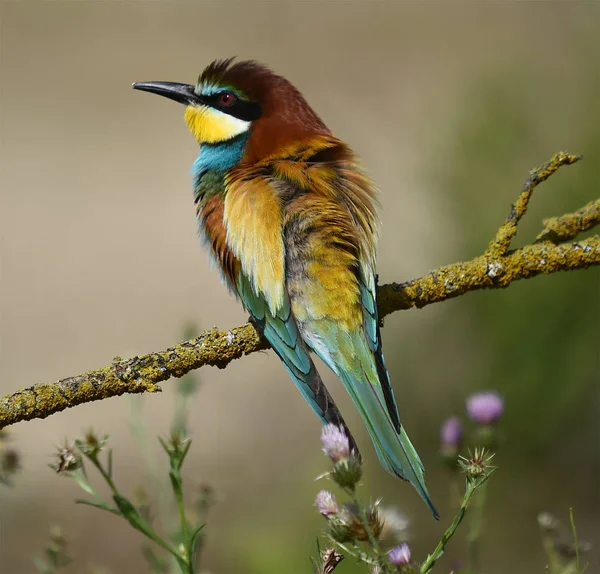 Mangeur Abeilles Dans Nature — Photo