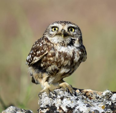 İspanyol boğa Arena içinde çalışan