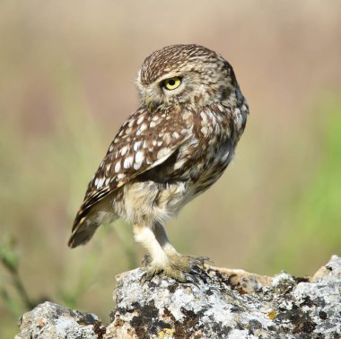 İspanya doğada baykuş