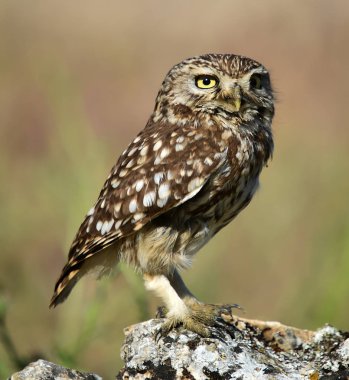 İspanya doğada baykuş