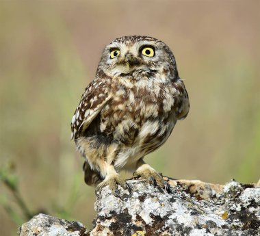 İspanya doğada baykuş