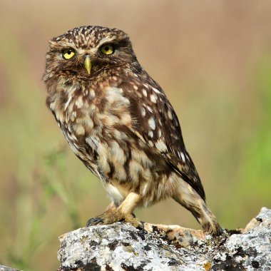 İspanya doğada baykuş