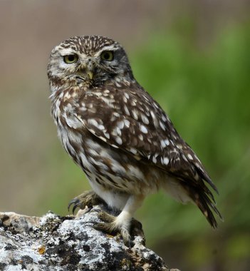 İspanya doğada baykuş